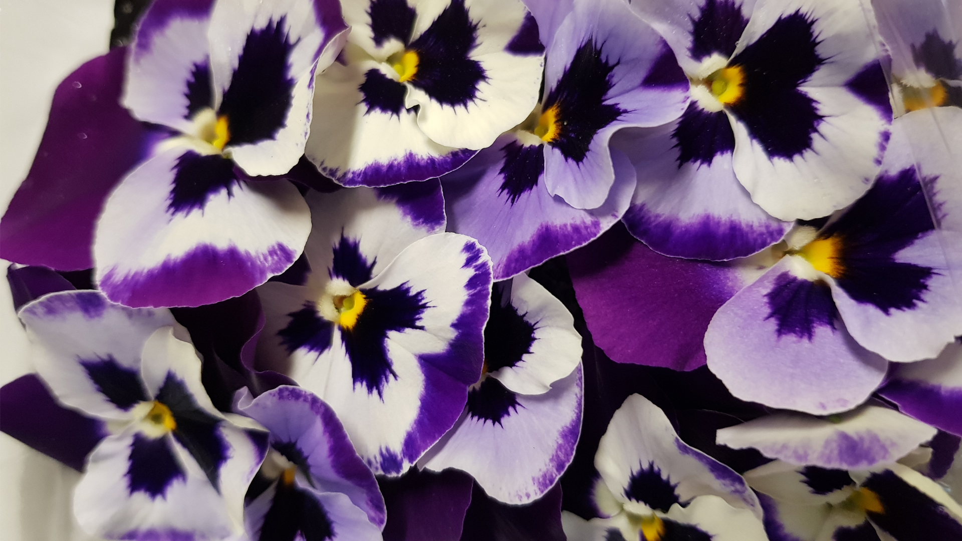 Stiefmütterchen lila / weiß gestreift - Essbare Blüten erhältlich