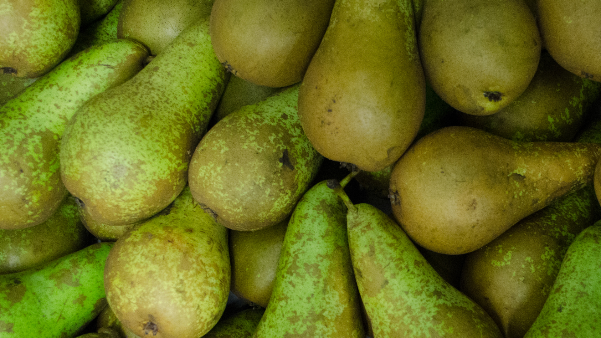 Bio-Birne-Conferenz Bio Birne Conference Kiste