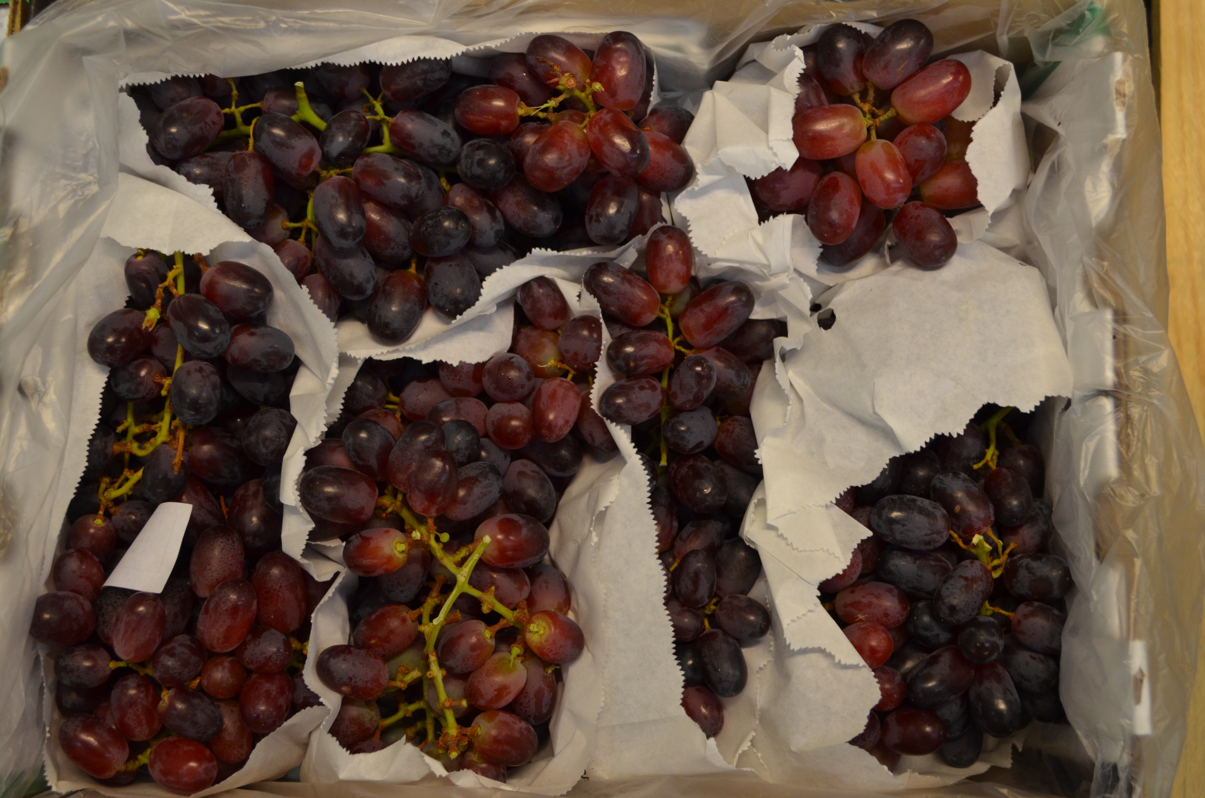 DSC_0698 Candy Snaps Trauben blau kernlos