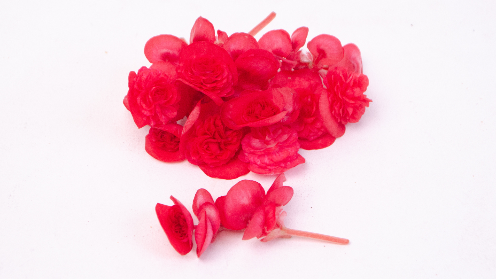 Begonien klein rot - Essbare Blüten