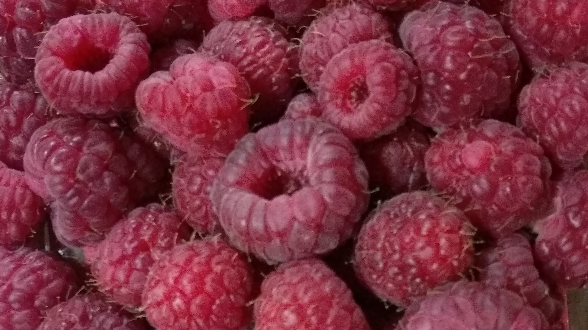 Himbeeren-aus-deutschland