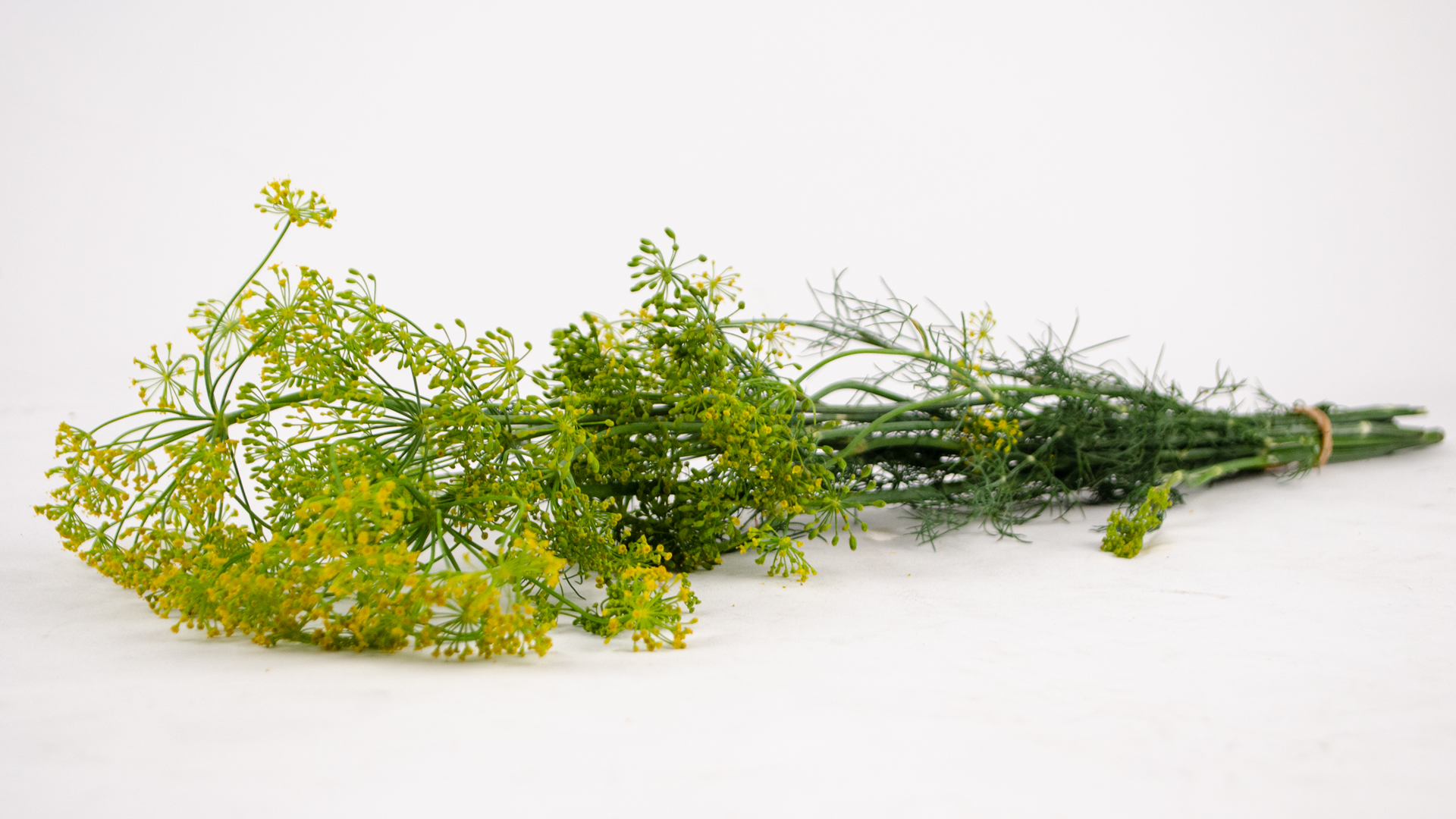 Körner Dill Blüten Bund einfach