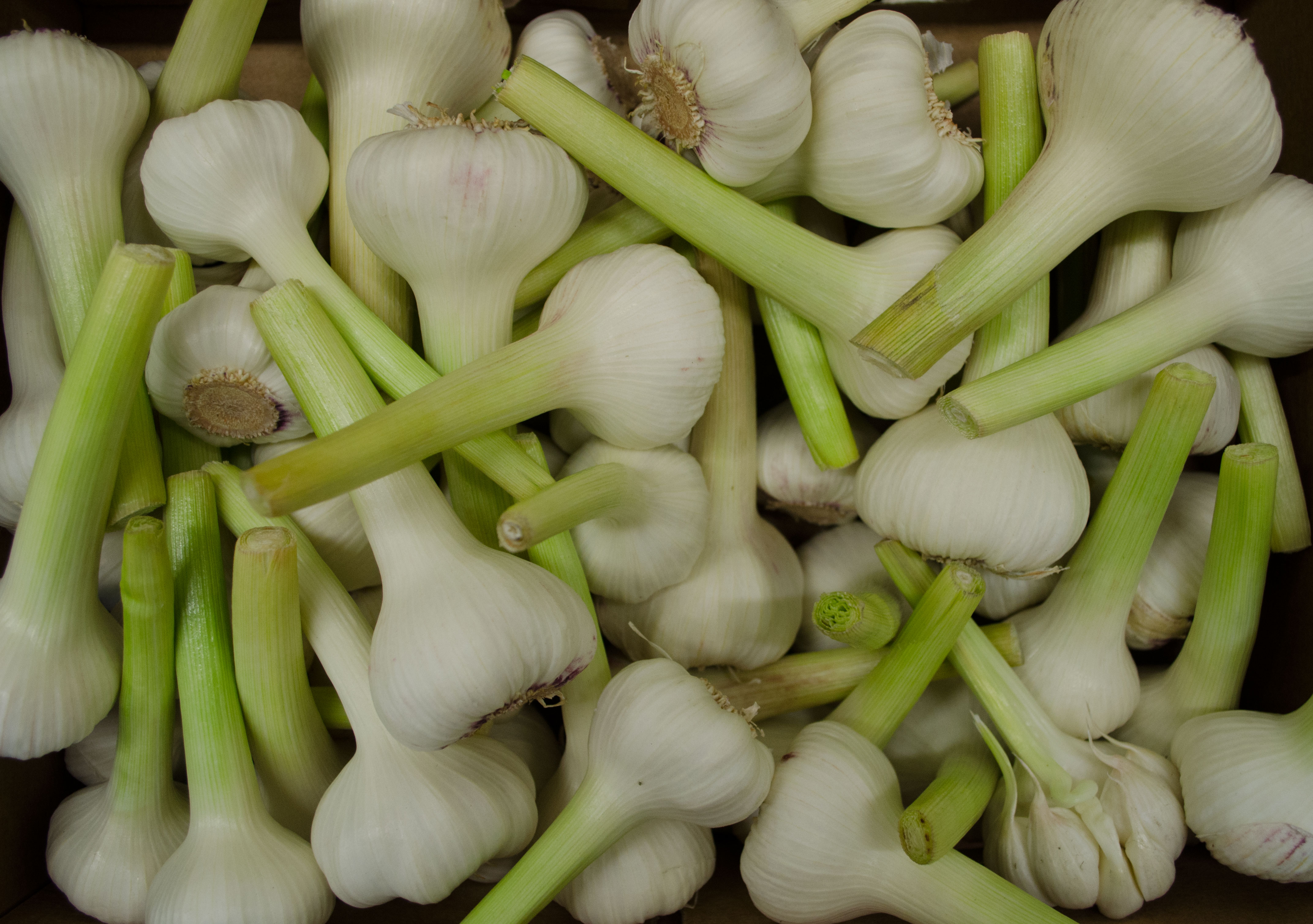 Bio-Knoblauch-frisch