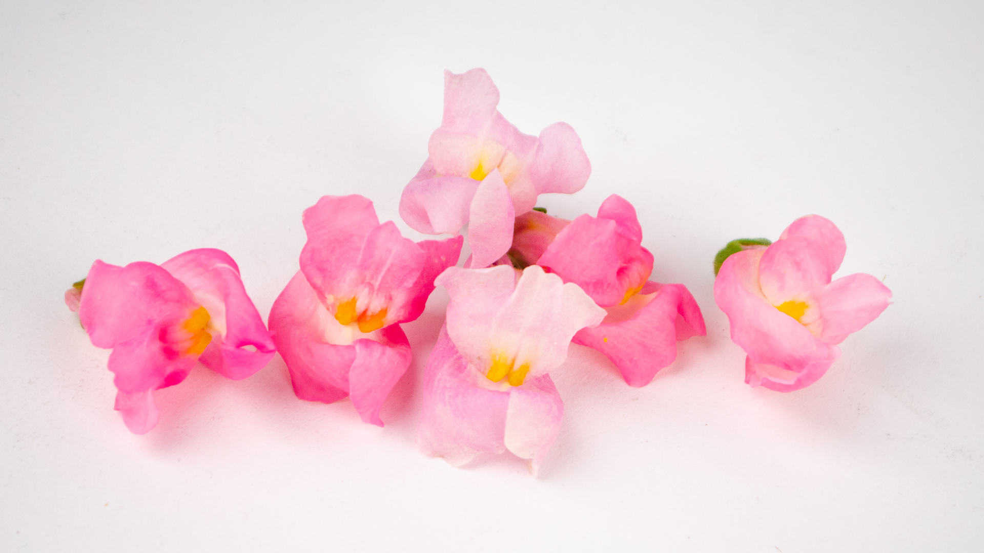 Snapdragon pink - Essbare Blüten erhältlich