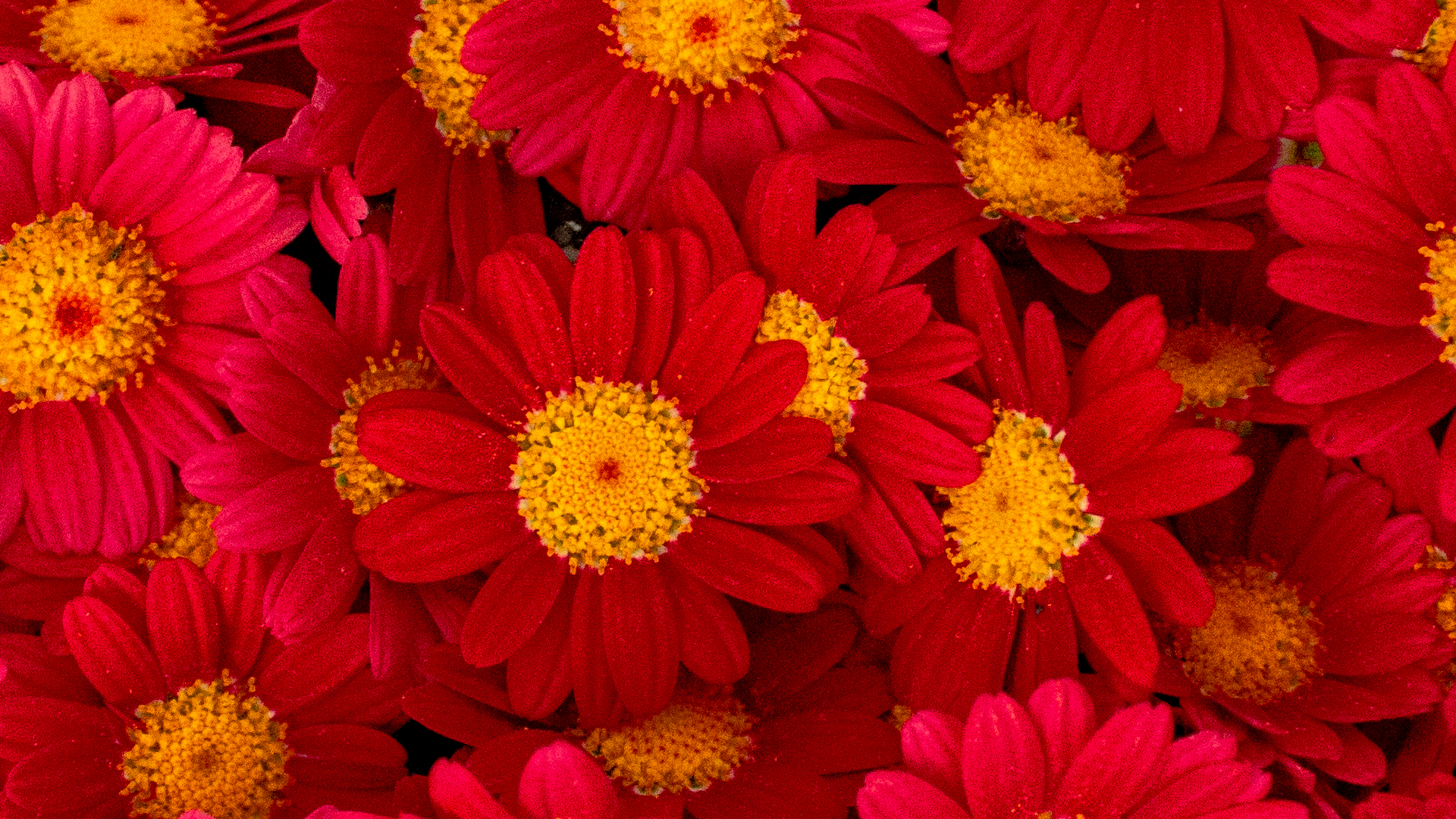 Margeriten rot- Essbare Blüten
