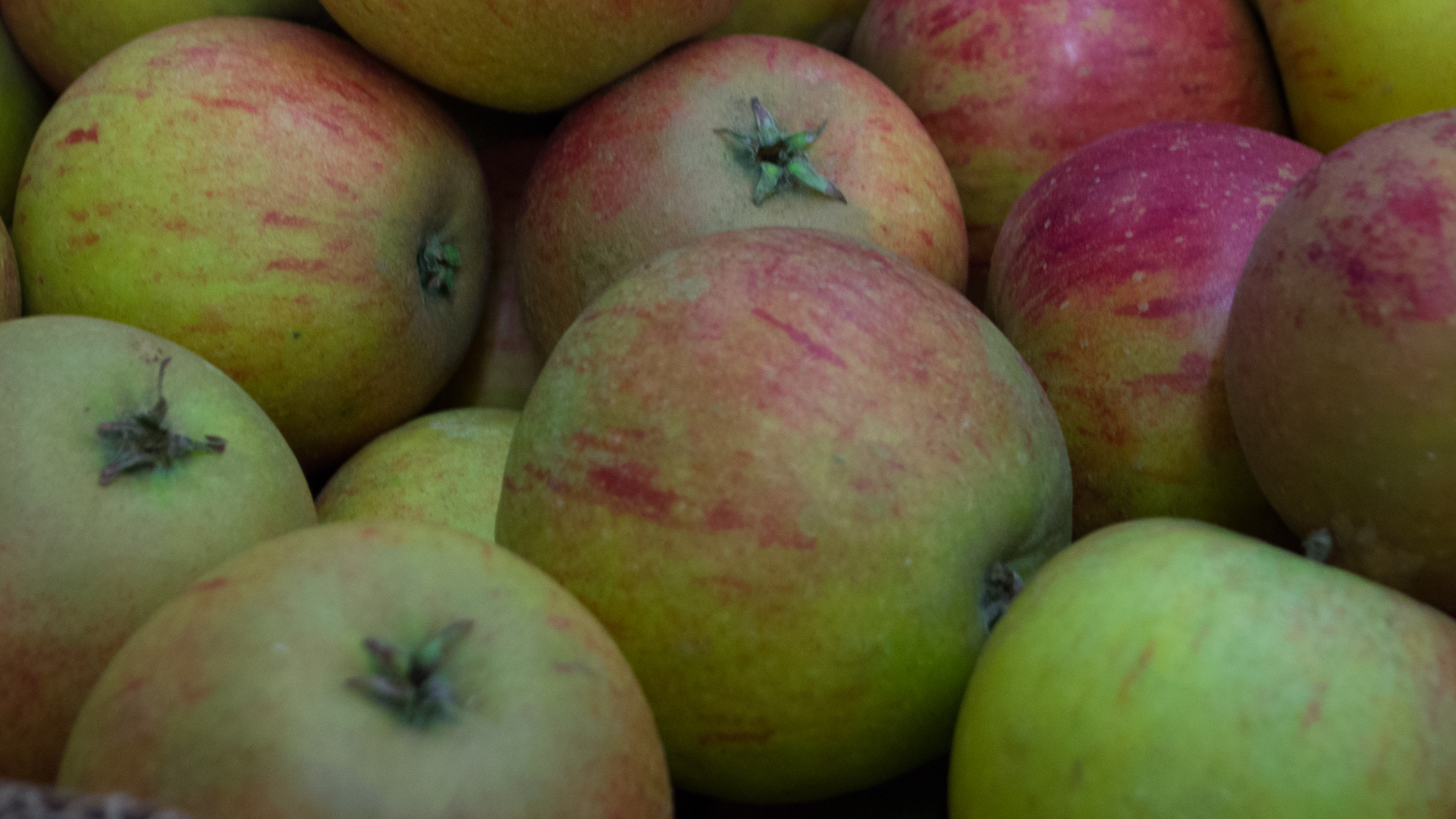 bio-apfel-cox-orange