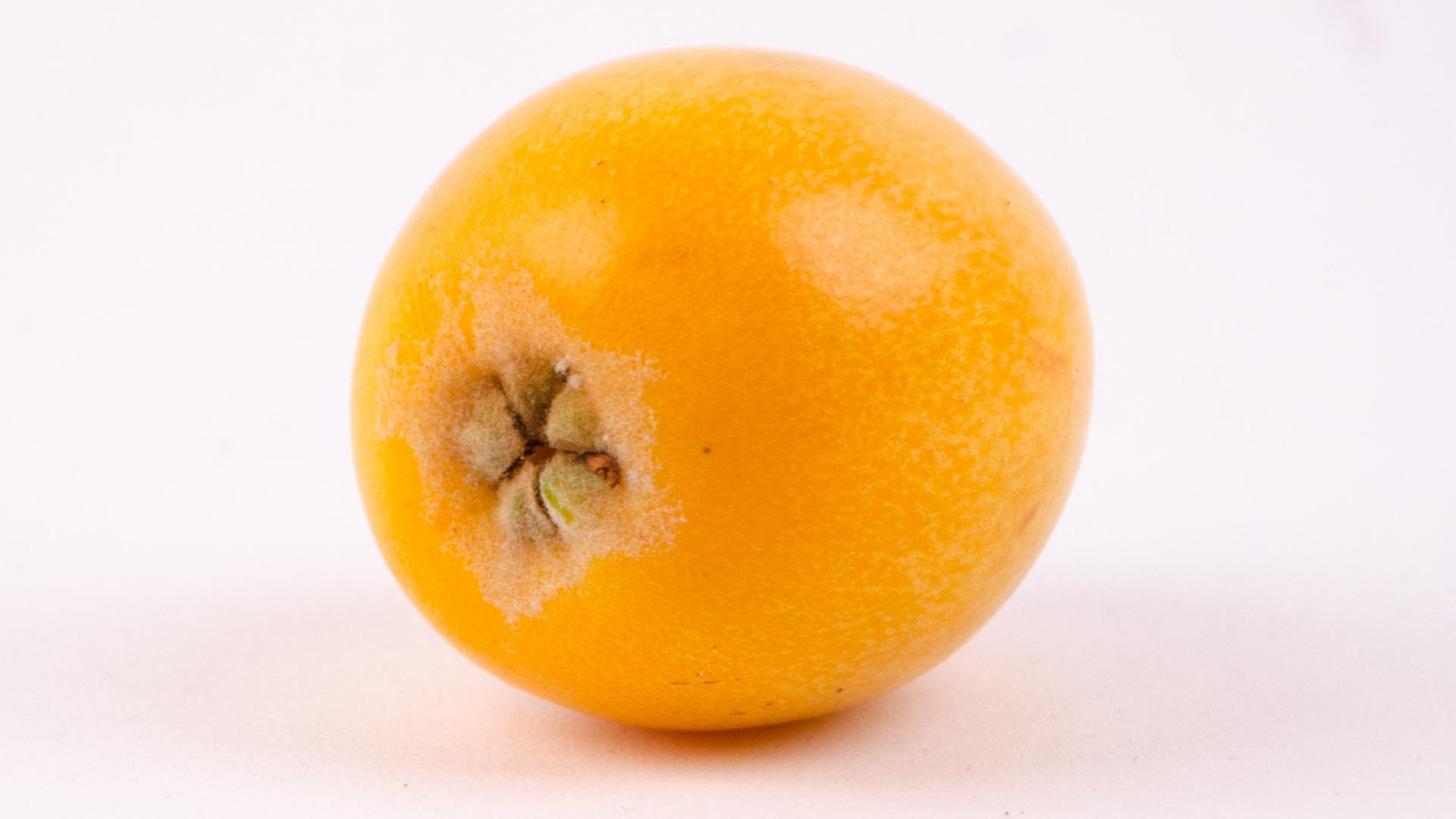 mispel-frucht-geschlossen-unten