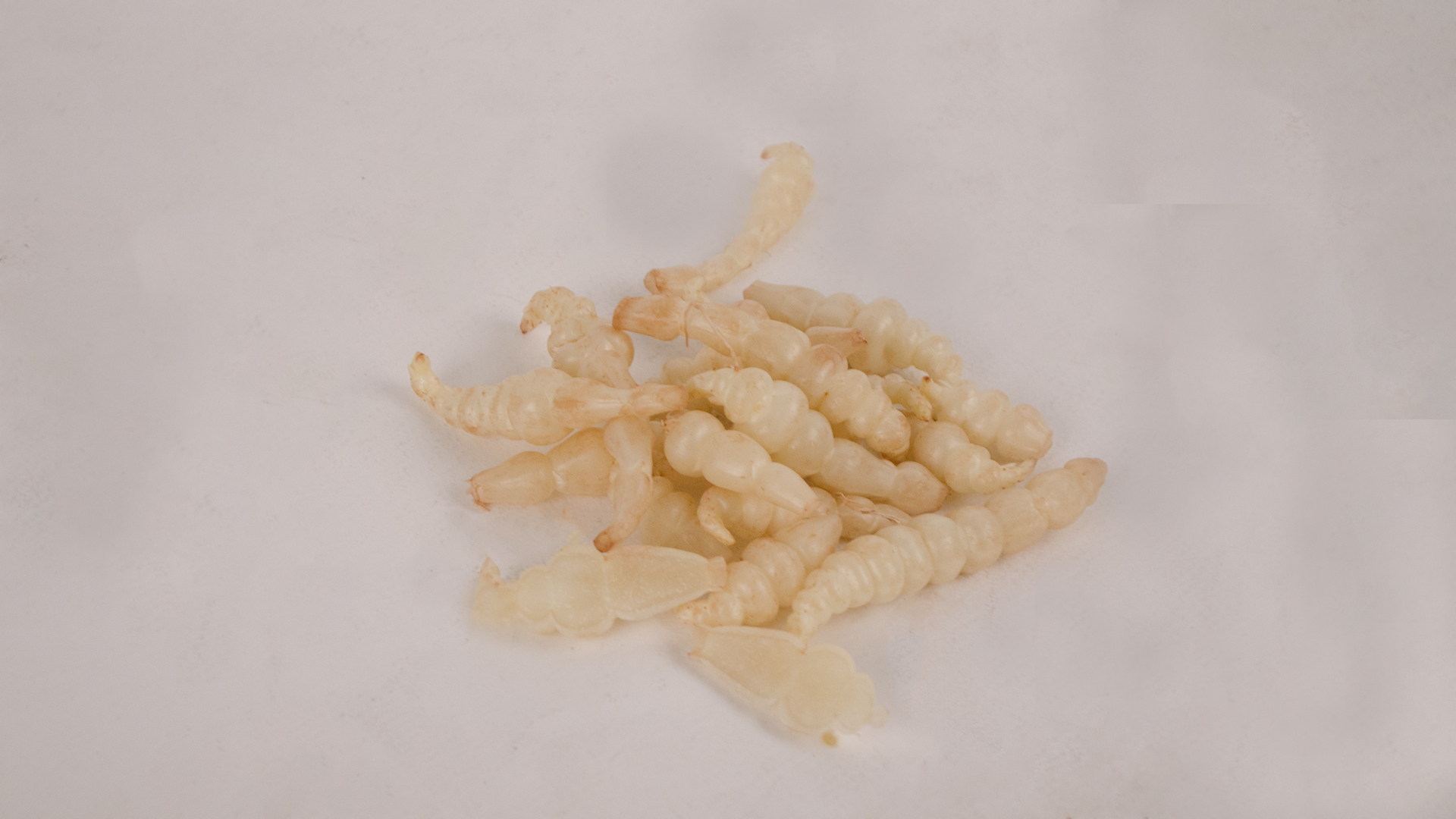 Knollenziest Knollenziest Crosnes Kiste