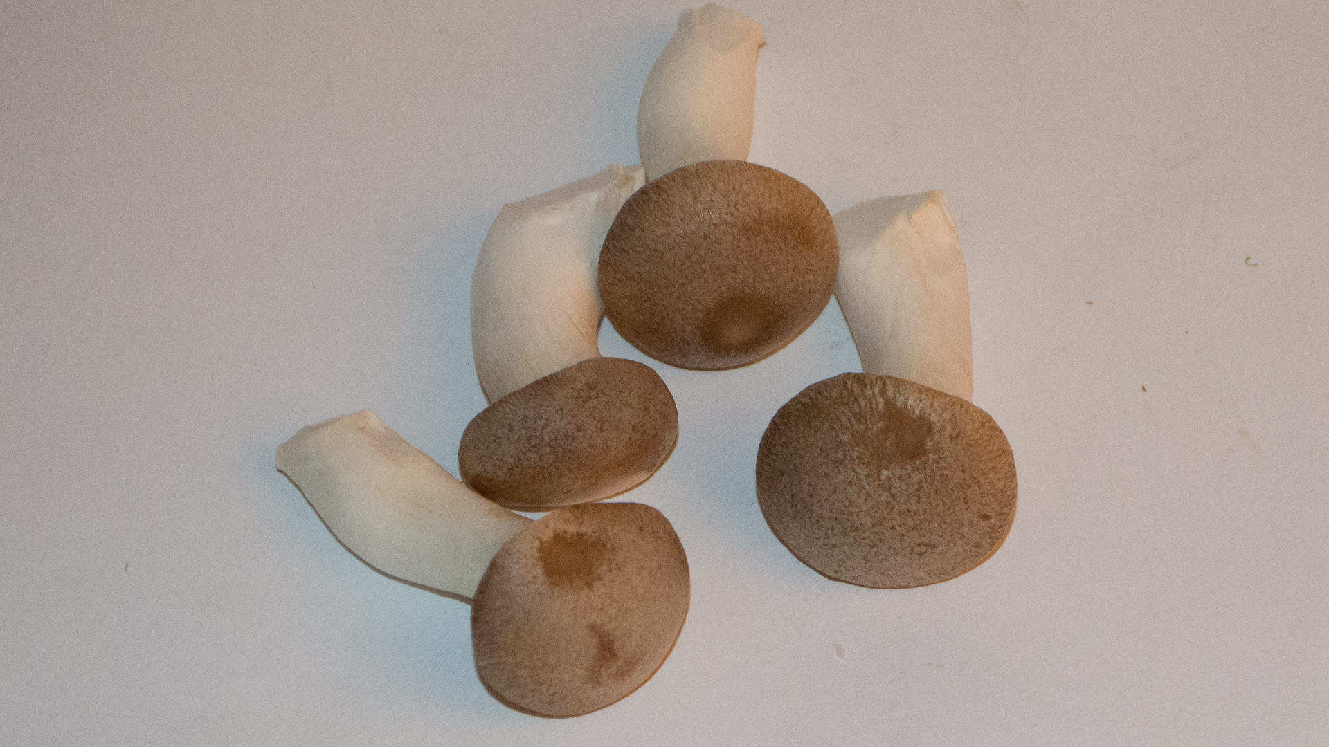 kr-uterseitlinge