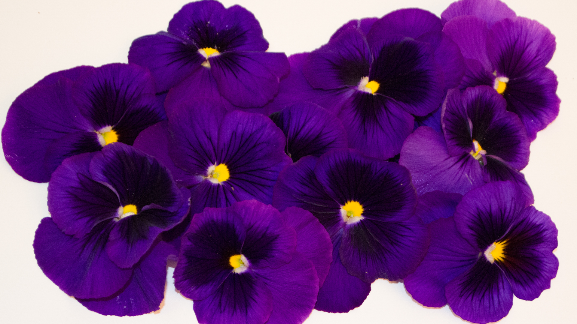 Stiefmütterchen lila - Essbare Blüten