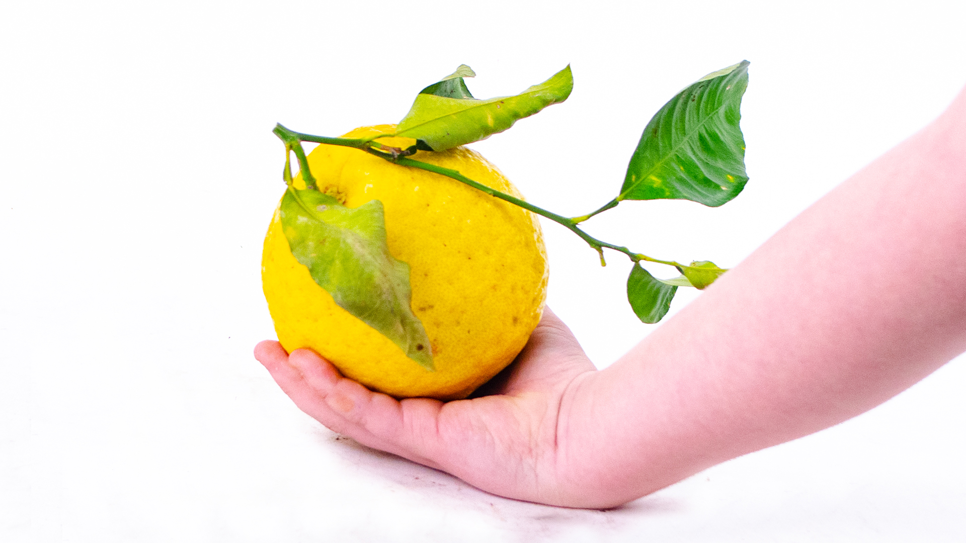 Citri-Zitrone-gr-ssen-vergleichNq9TNIID2mDbt